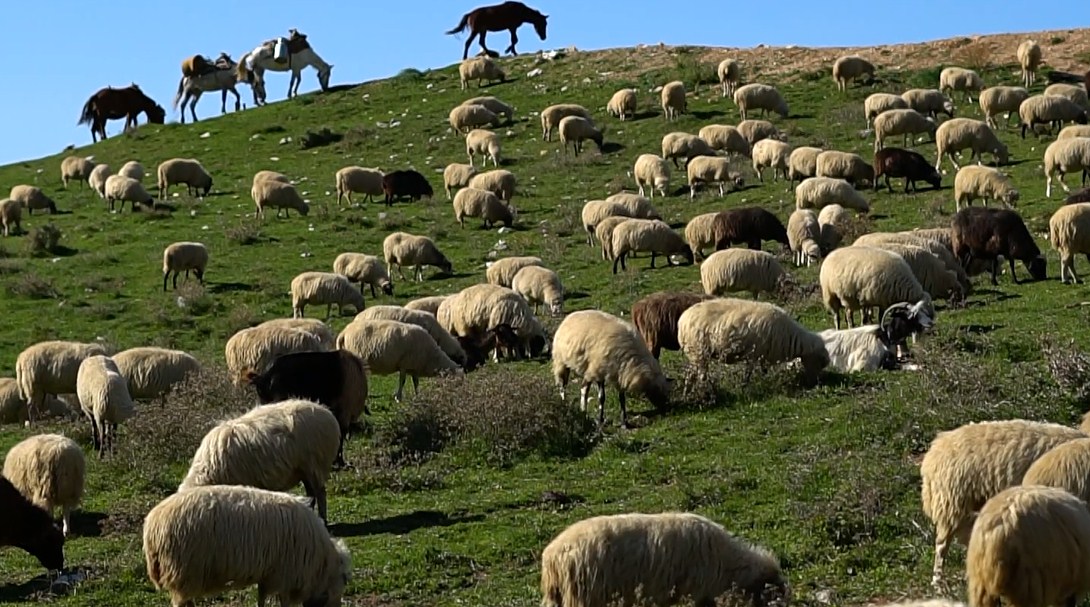 Shqipëria, më pak blegtori/ Gjatë 2020 më pak lopë, dele, dhi dhe qumësht -  Top Channel