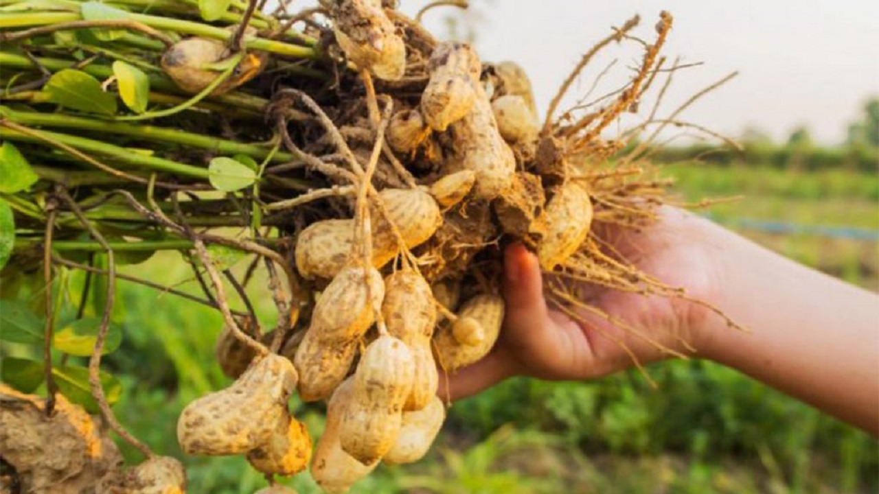 Special novelty, peanuts from Albanian gardens