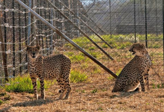 Gepardi i shtatë vdes në rrethana misterioze mes projektit të ambjentimit të predatorëve në Indi (fotot)