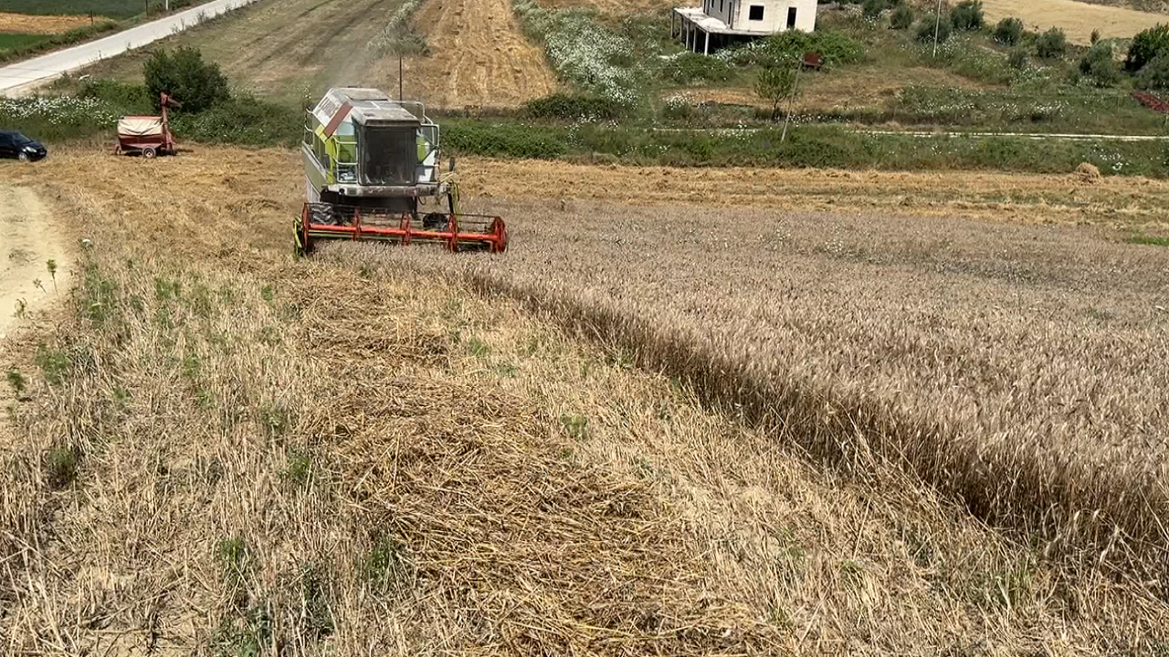 Gruri nuk po shitet/ Fermerët kërkojnë ndihmë për magazinimin