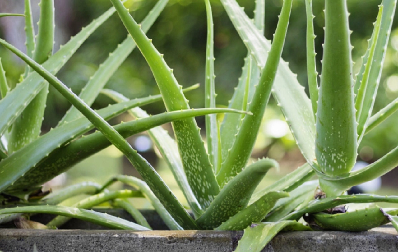 Aloe Vera në listën e OBSH-së të substancave të mundshme kancerogjene