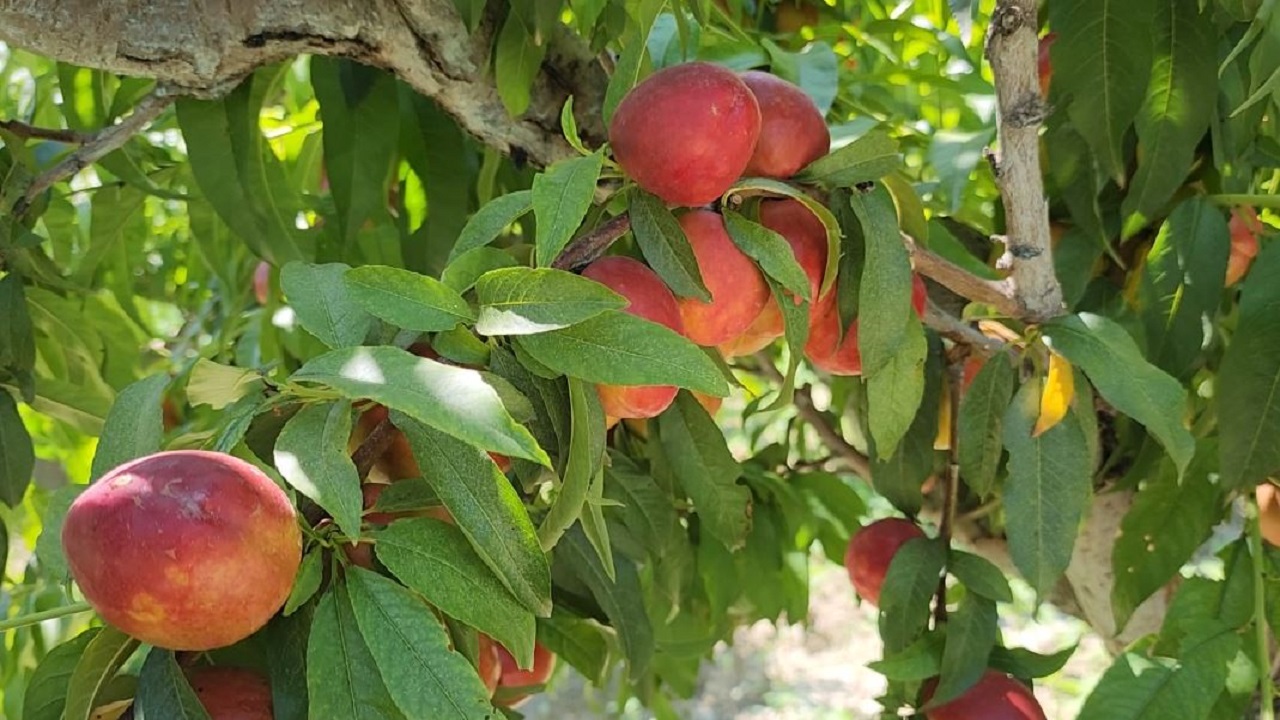 Prodhuesit e frutave/ Sipërfaqet janë reduktuar por është rritur rendimeti