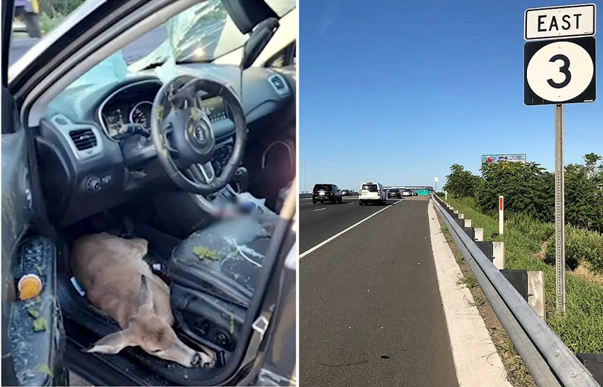 Dreri ‘fatkeq’ thyen xhamin e makinës teksa bie për vdekje nga mbikalimi i autostradës në SHBA (fotot)