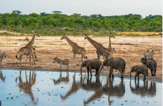 Turisti gjerman gjendet gjallë pas tre ditësh i humbur në parkun natyror në Zimbabve