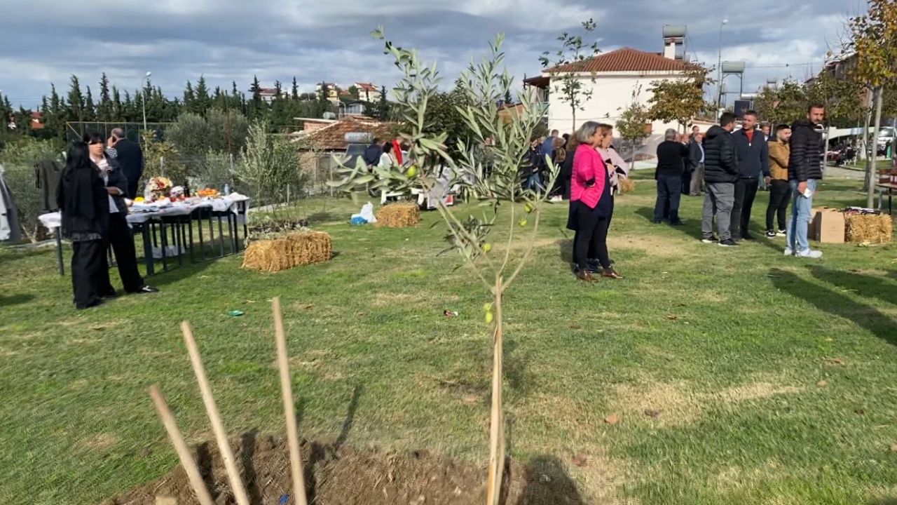 Festa e ullirit në Lushnjë/ Mblidhen fermerët: Duam të eksportojmë jashtë