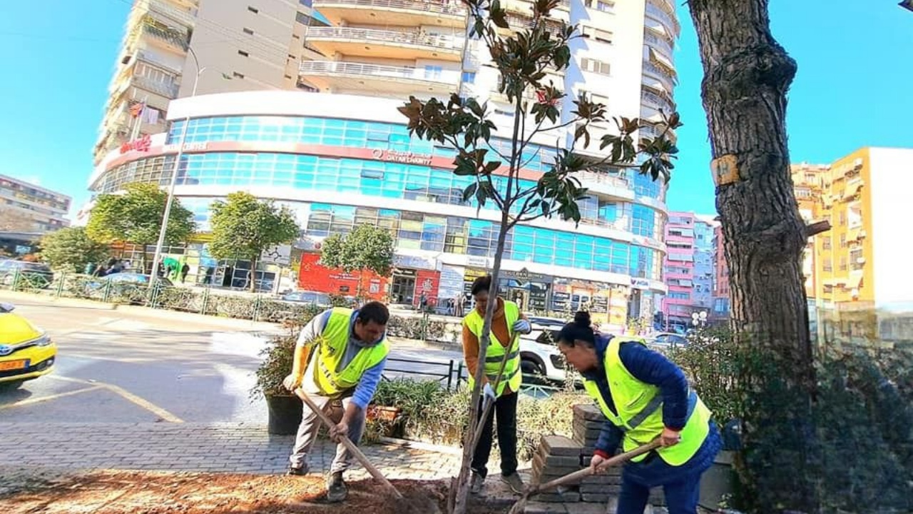 Foto/ Pemë të reja në çdo cep të Tiranës - Top Channel
