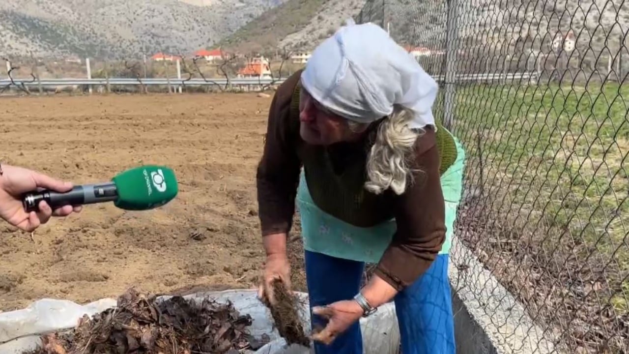 Treg i sigurt për qepën e Drishtit! Kutivohet prej 200 vitesh, fara trashëgohet brez pas brezi