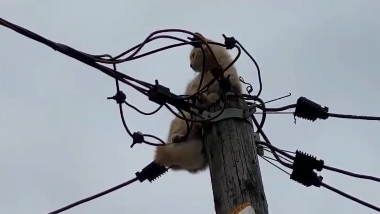 Zjarrfikëset e Fierit u vijnë në ndihmë kafshëve! Shpëtojnë macen e mbetur në majë të një shtylle korrenti të tensionit të lartë