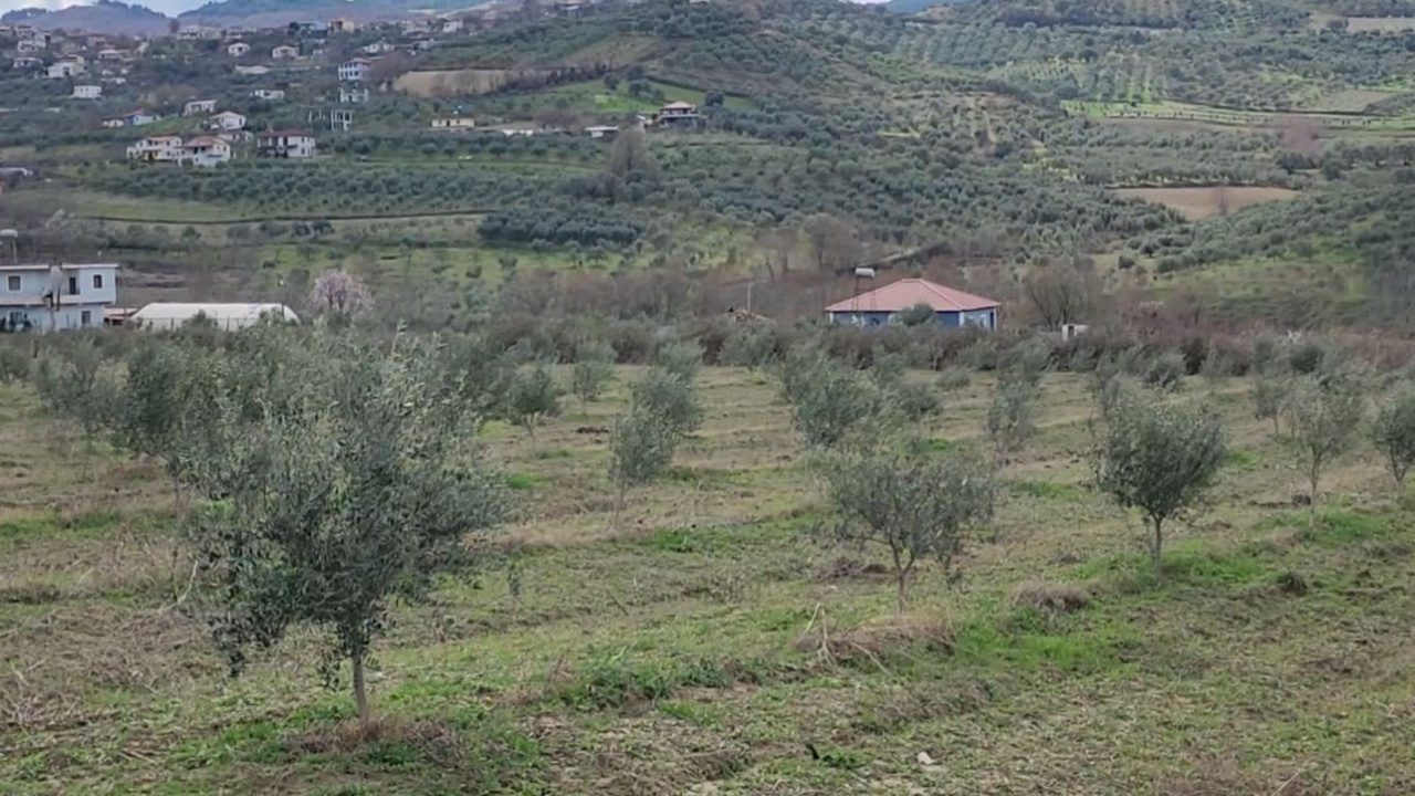 Kultivimi u ullirit, fermerët e Vloshit me pritshmëri të larta këtë vit