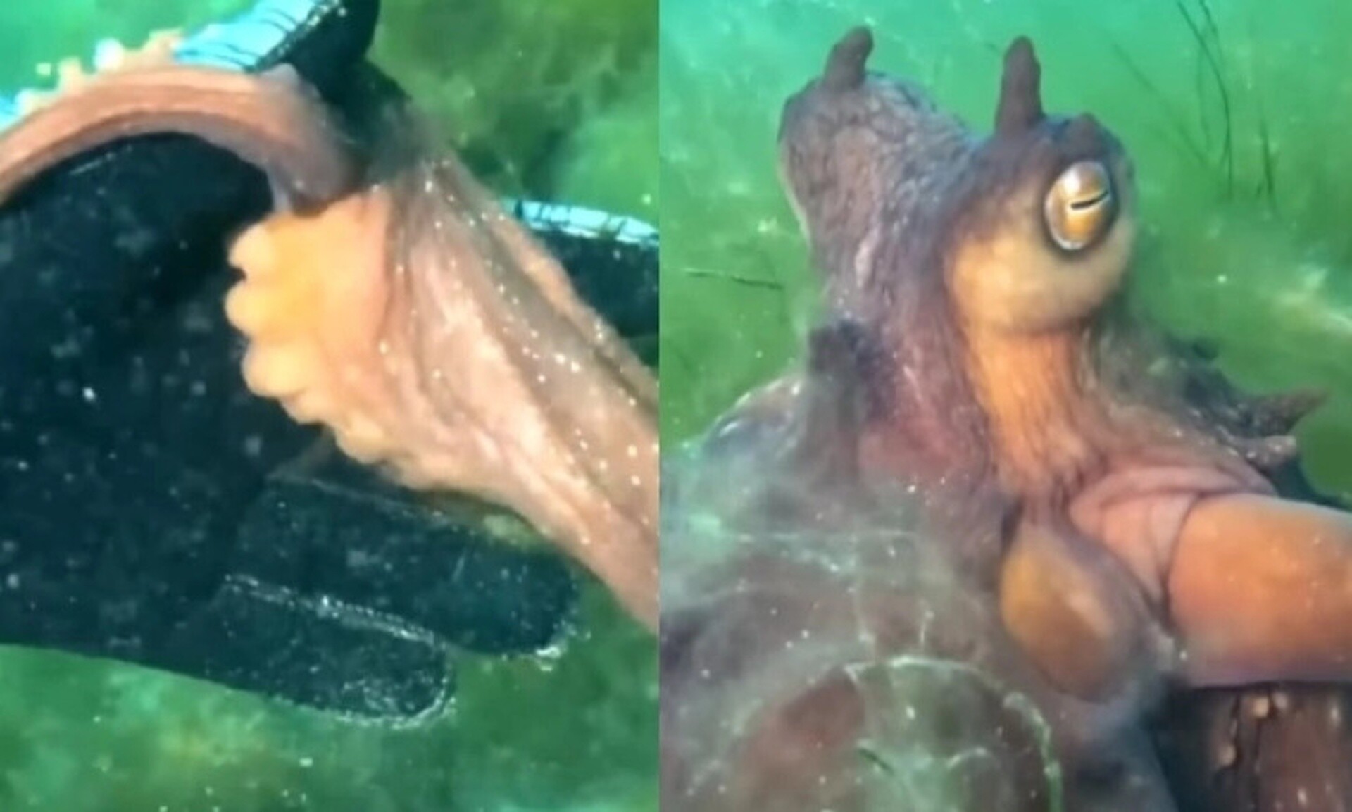 VIDEO  Oktapodi kap dorën e zhytëses dhe e çon te një thesar i fshehur  pamjet e pabesueshme