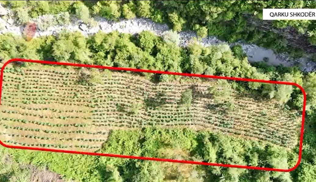 kontrollet-me-dron-i-nxjerrin-zbuluar-asgjesohen-plantacionet-me-droge-ne-shkoder