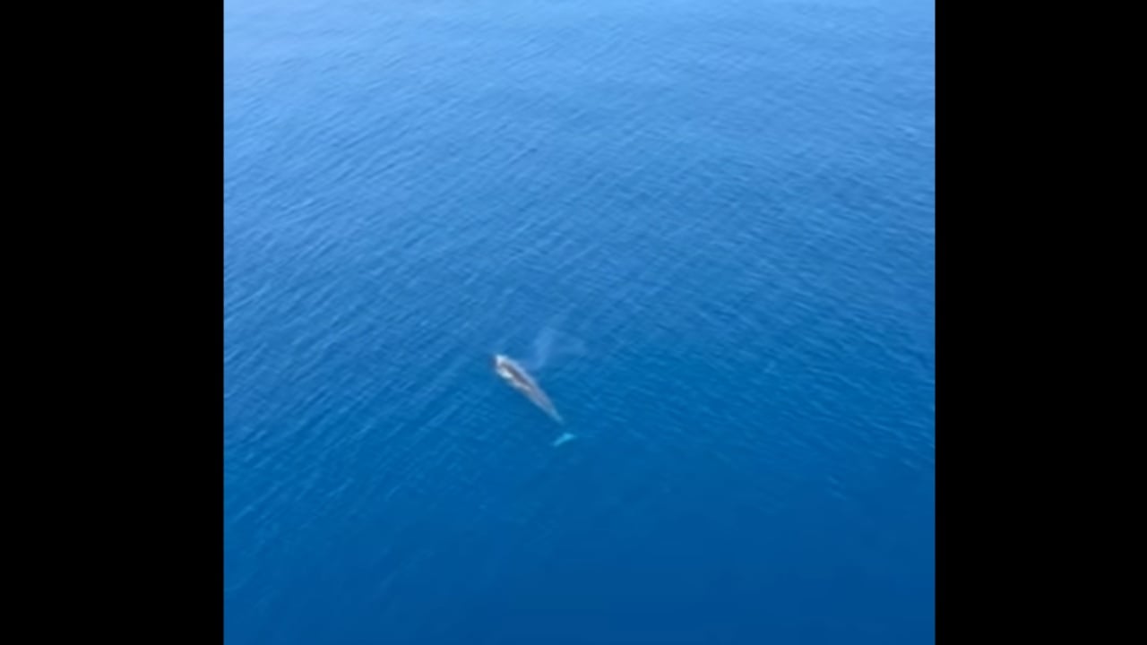 Video  E pabesueshme  balena shfaqet pranë brigjeve të Karaburunit