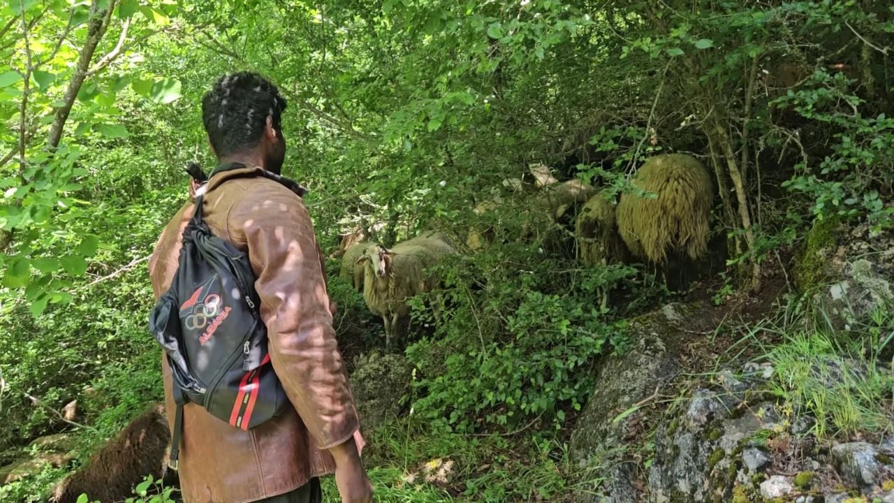 Bariu indian në Shqipëri  elektricisti që vendosi të lërë profesionin dhe të kujdeset për kafshët
