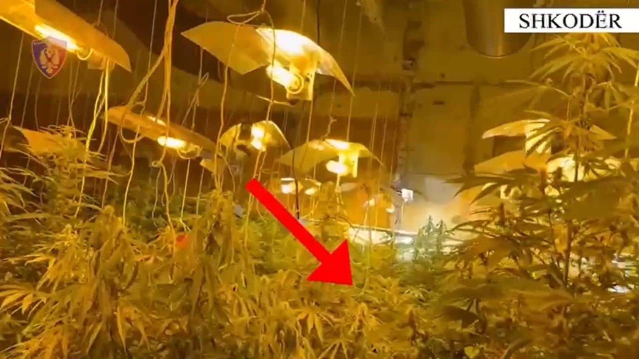 emrat-aksioni-kunder-kultivimit-te-bimeve-narkotike-ne-ambientet-e-mbyllura-bien-ne-pranga-tre-persona-ne-shkoder