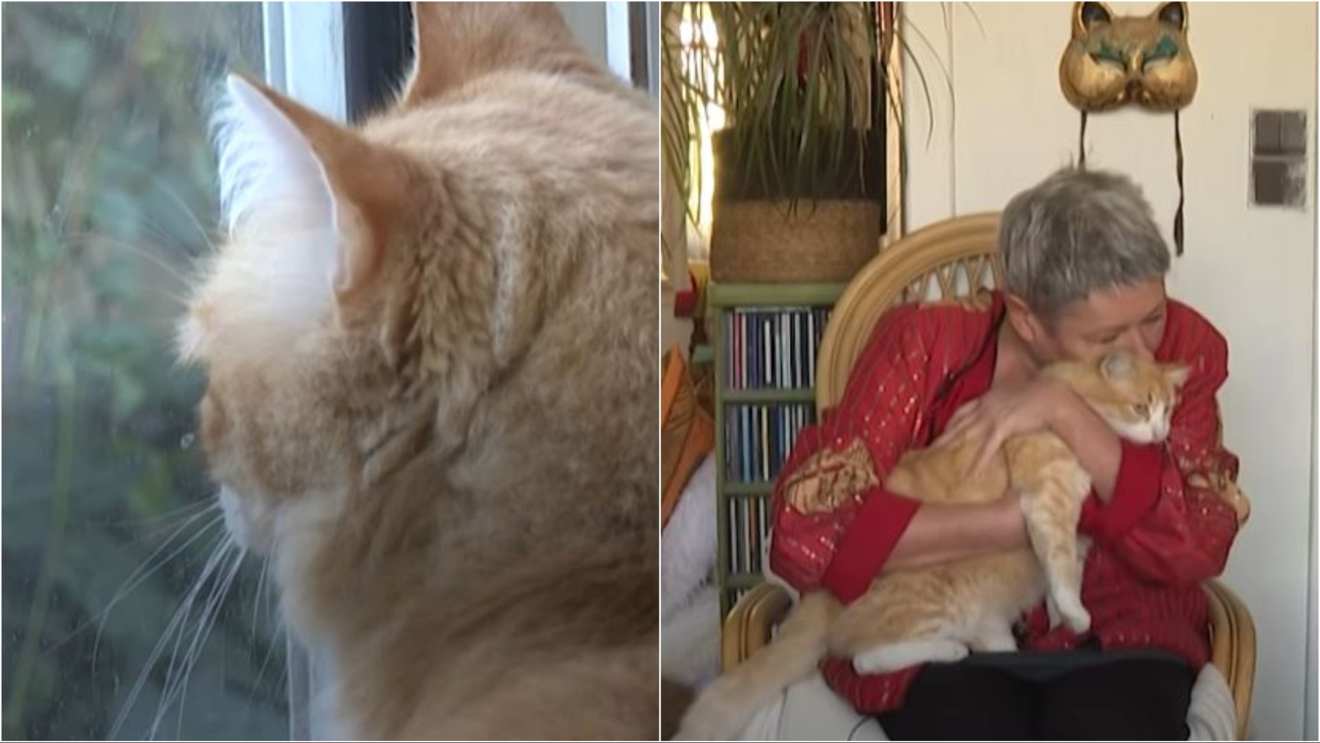 video-ndodh-edhe-keshtu-macja-ne-france-denohet-me-arrest-shtepie-ja-arsyeja-qe-e-coi-gjykaten-ne-marrjen-e-vendimit-te-cuditshem