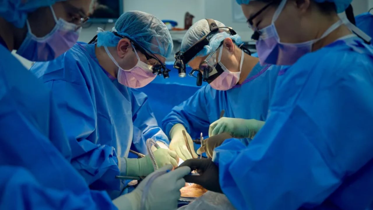 shkencetaret-me-afer-se-kurre-transplantit-te-veshkave-te-derrit-te-njerezit