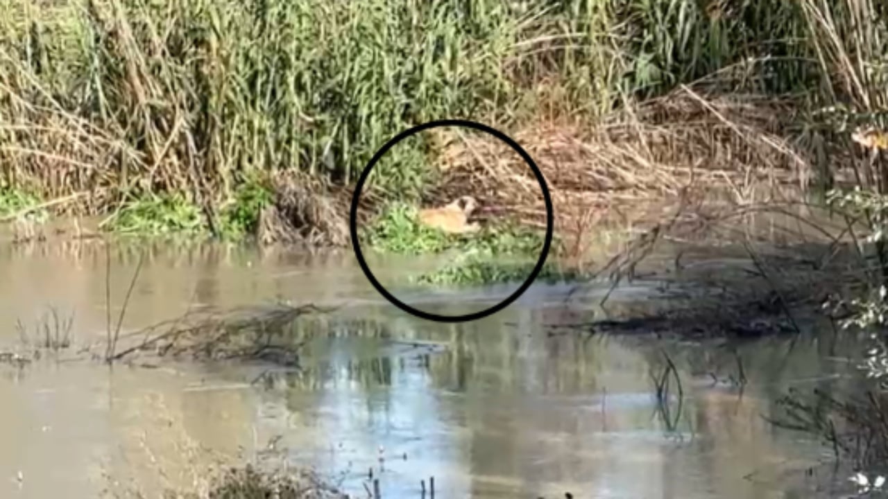 prurjet-ne-lumin-vjosa-qeni-mbetet-i-bllokuar-mes-ujit-kerkohet-nderhyrja-me-mjet-lundrues-per-te-shpetuar-kafshen