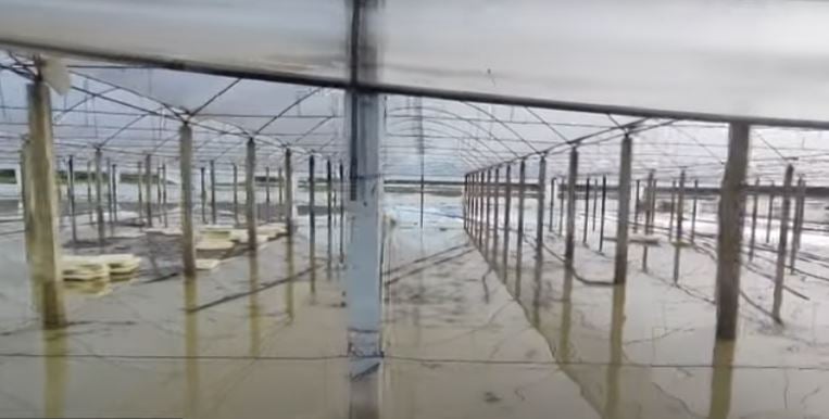 Semani nuk  fal  as Fierin  Alarm në Zharrëz  përmbytjet dëmtojnë dhjetëra hektarë me grurë