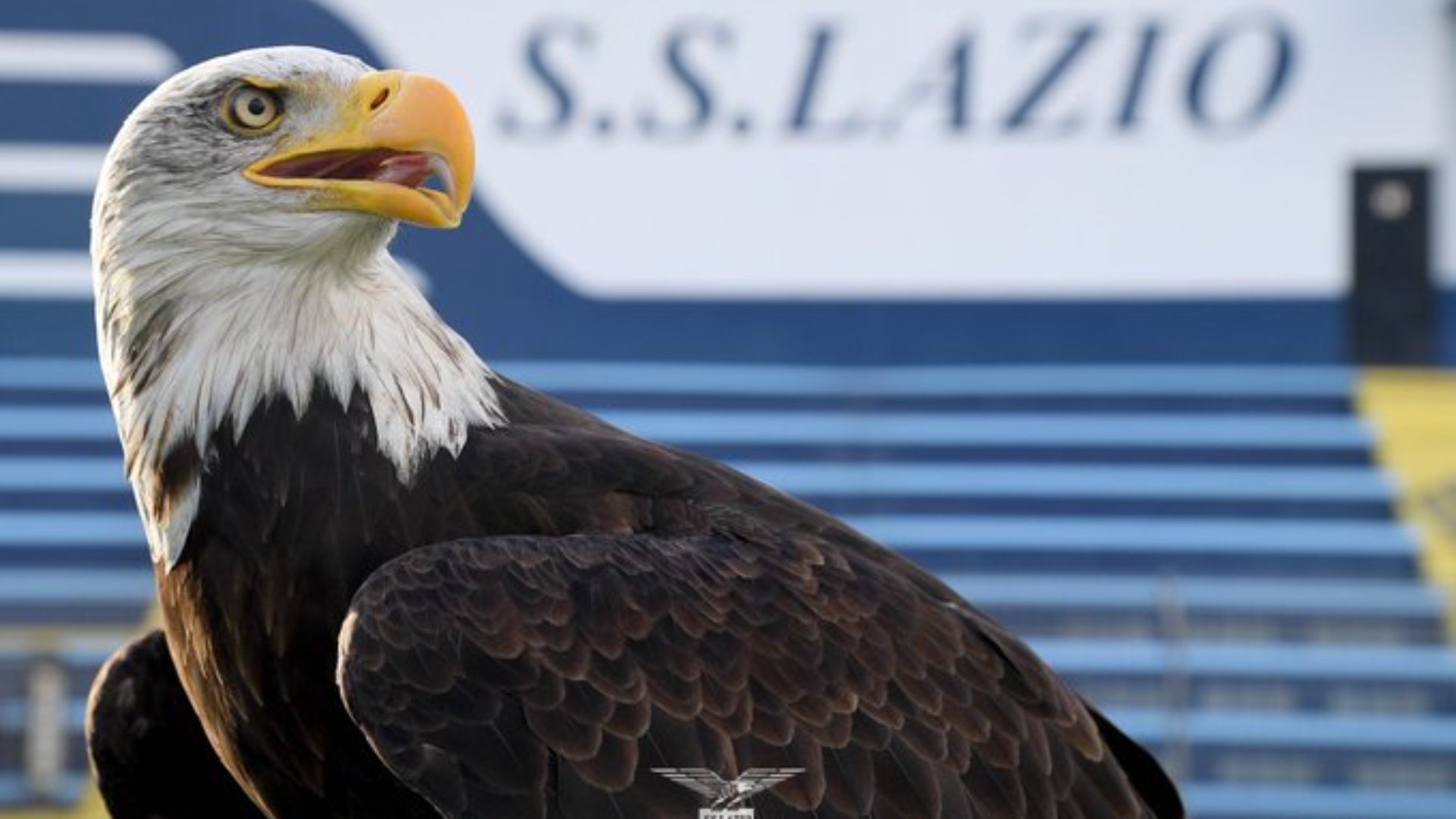 lazio-rimerr-fluturimin-prezantohet-shqiponja-e-re-bardhekalter