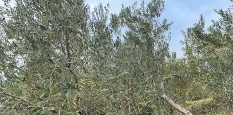 Në Lezhë të kënaqur me ullirin  por fermerët ankohen se nuk ka fuqi punëtore