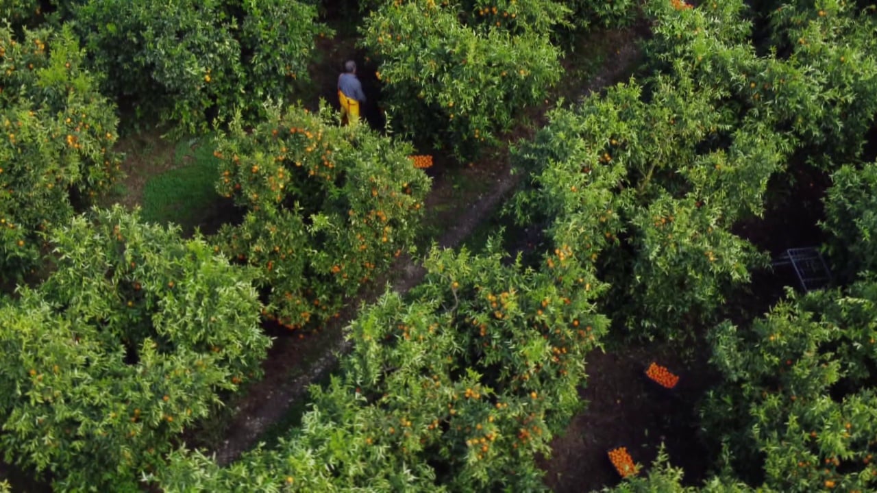  Mandarinat i kemi të pastra   fermerët e Xarrës në Sarandë janë dëmtuar nga lajmet për pesticidet në agrume
