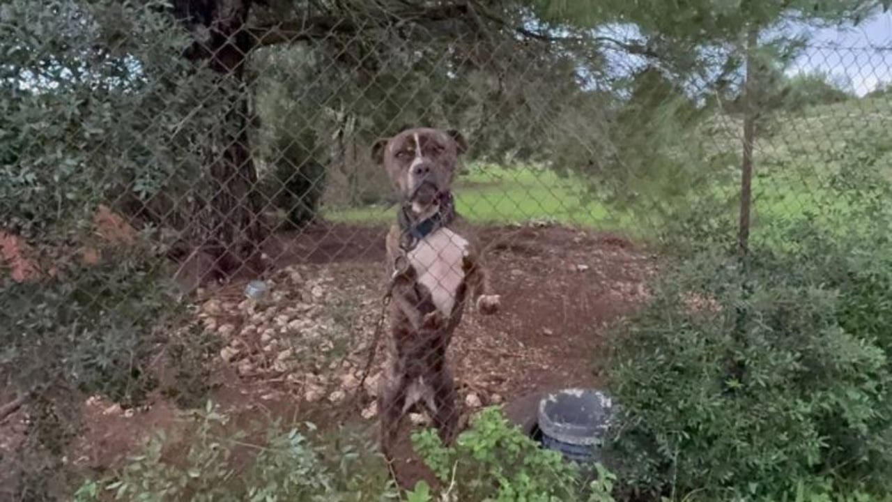  Babi eja   Qeni i familjes kafshoi për vdekje 2 vjeçarin shqiptar  flet babai  Im bir më pa  buzëqeshi dhe mbylli sytë përgjithmonë