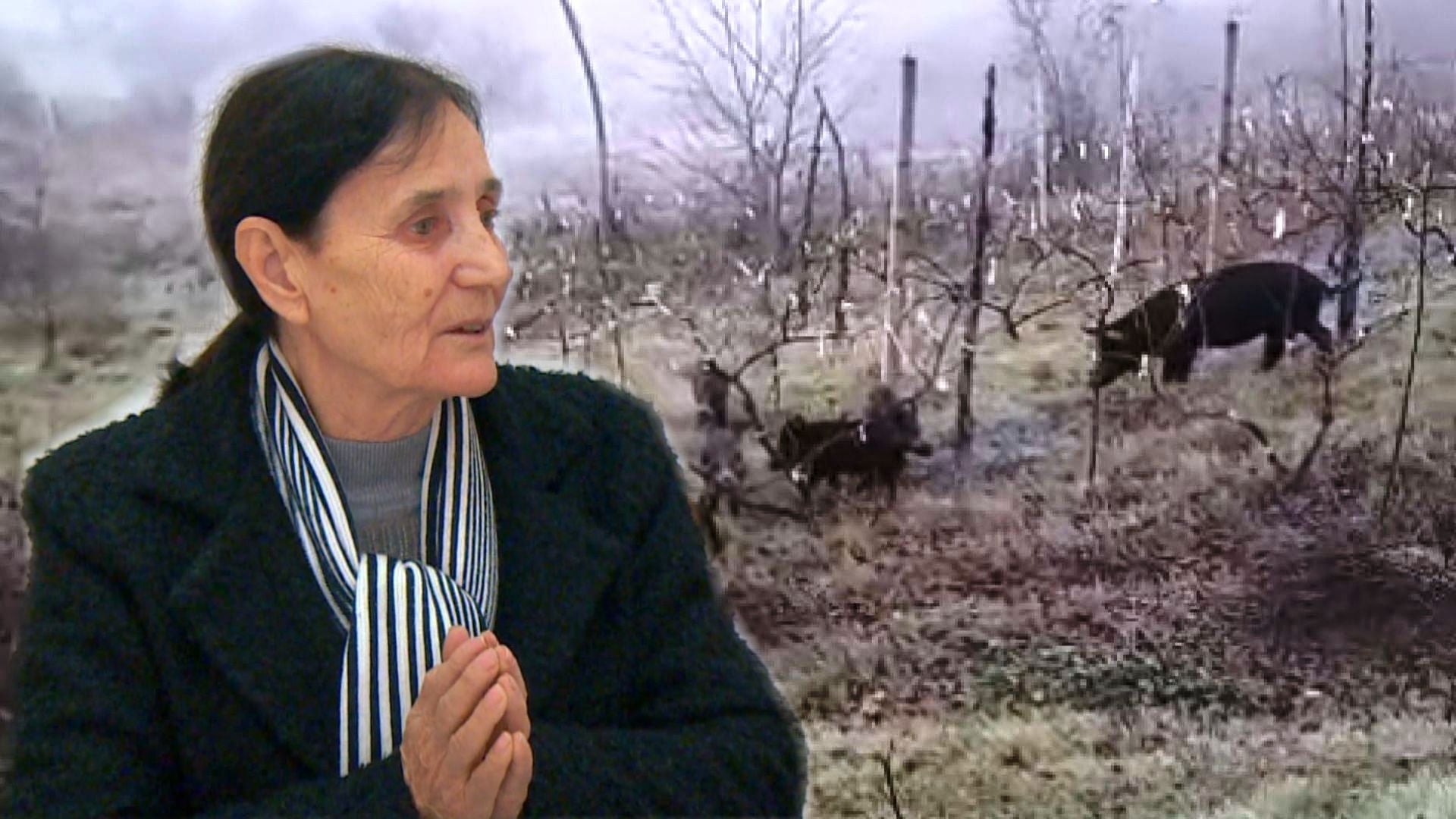 Fiks Fare  Ligji i shtetit apo  ligji i fshatit   Kryeplaku lë bagëtitë e lira  banorëve u shkatërrohen pronat