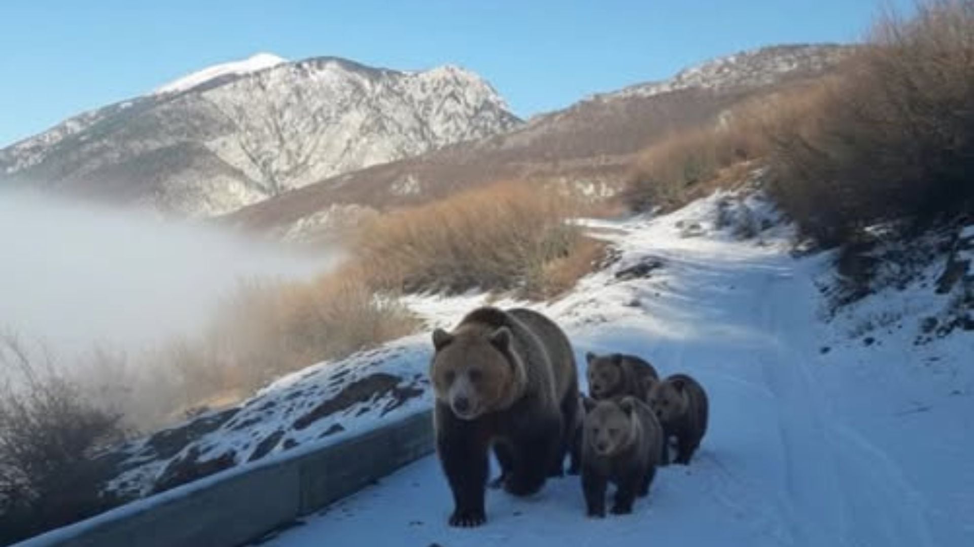 Pamje të rralla në Kolesjan të Kukësit  banori i zonës ndeshet në rrugë më një arushë dhe tre këlyshët e saj