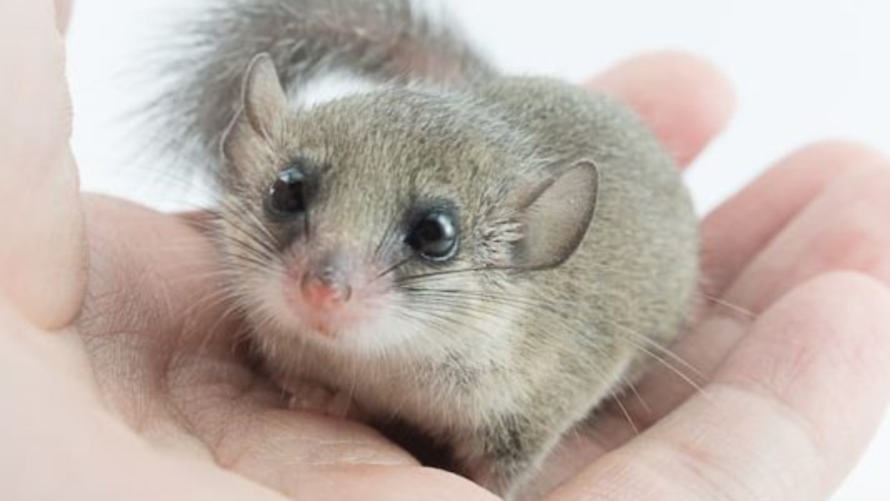 Renditja e kafshëve më besnike  përfshirë njerëzit  Një mi merr vendin e parë