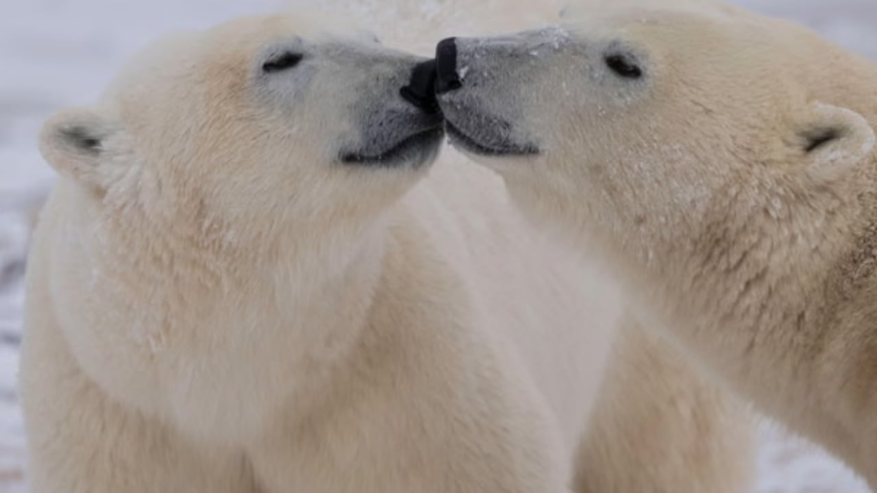 Ngrohja globale po kërcënon mbijetesën e kafshëve  studimi  ADN ja e arinjve polarë po ndryshon për tu përshtatur me temperaturat e larta