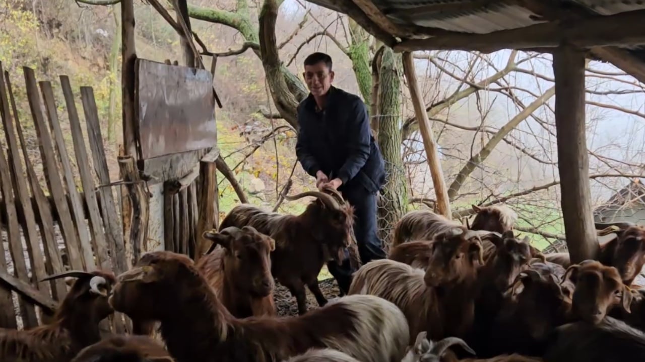 Jeta mes kafshëve  Fermeri që ruan blegtorinë autoktone në malet e Kukësit  Kam rritur fëmijët dhe kam bërë shtëpinë më këtë punë