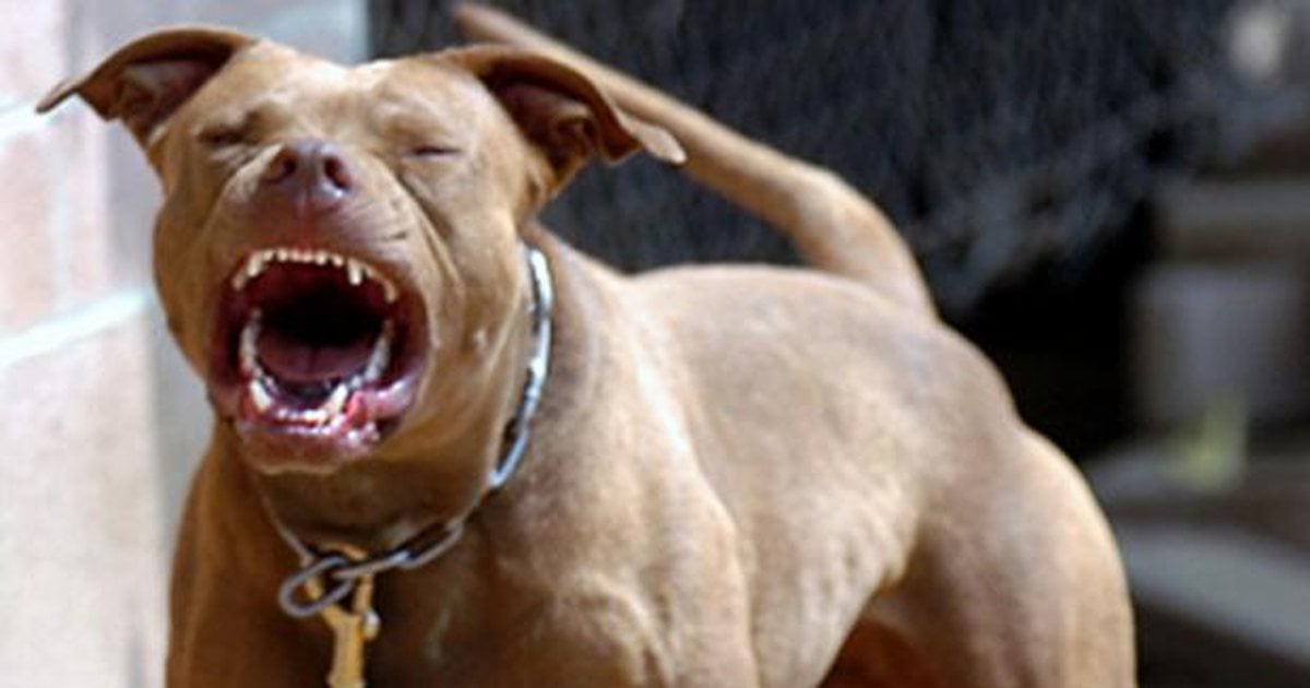 E rëndë në Greqi  Po luante në oborrin e shtëpisë  qeni sulmon për vdekje 2 vjeçarin shqiptar