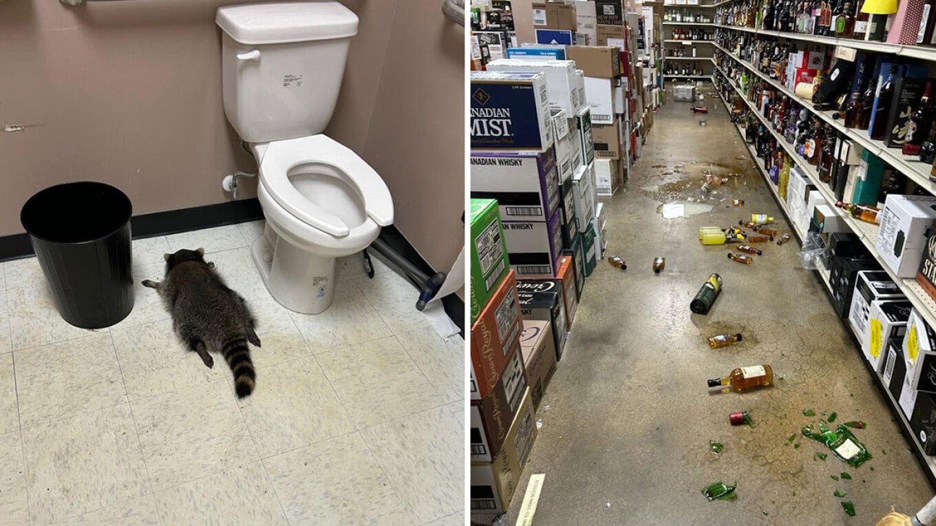 Rakuni hyn në një punishte vere në Virxhinia  dehet dhe humb ndjenjat në banjo  shihni fotot