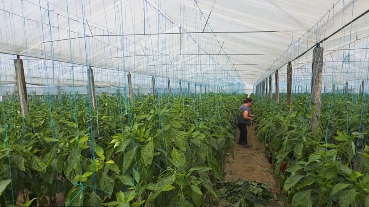 Serat shpëtojnë Roskovecin  Fermerët shtojnë prodhimin me perime  Mundi me tokën po na shpërblehet