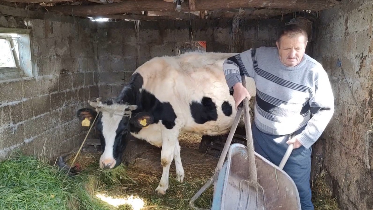 Bagëtitë mbeten pa ushqim  Në Ferras të Kuçovës ka nisur evidentimi i dëmeve  fermerët ankohen për vonesa