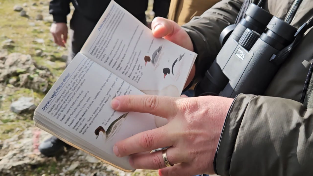 Regjistrohen zogjtë  Në liqenet e Prespës shtohen shpendët e rrallë  do numërohen edhe në Ohër