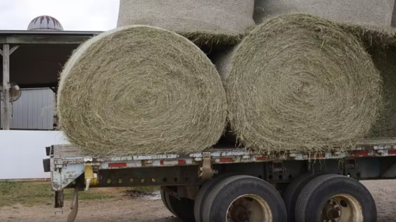 Vdekje tragjike e 25 vjeçarit në Itali  ngeli i bllokuar në makinerinë që përdorej për të grirë kashtën