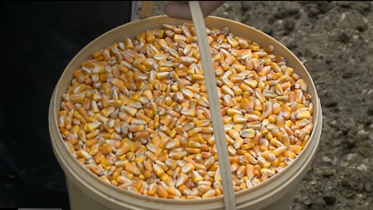 Misri serb na helmon qumështin  blegtorët e dëmtuar  Kush mban përgjegjësi 