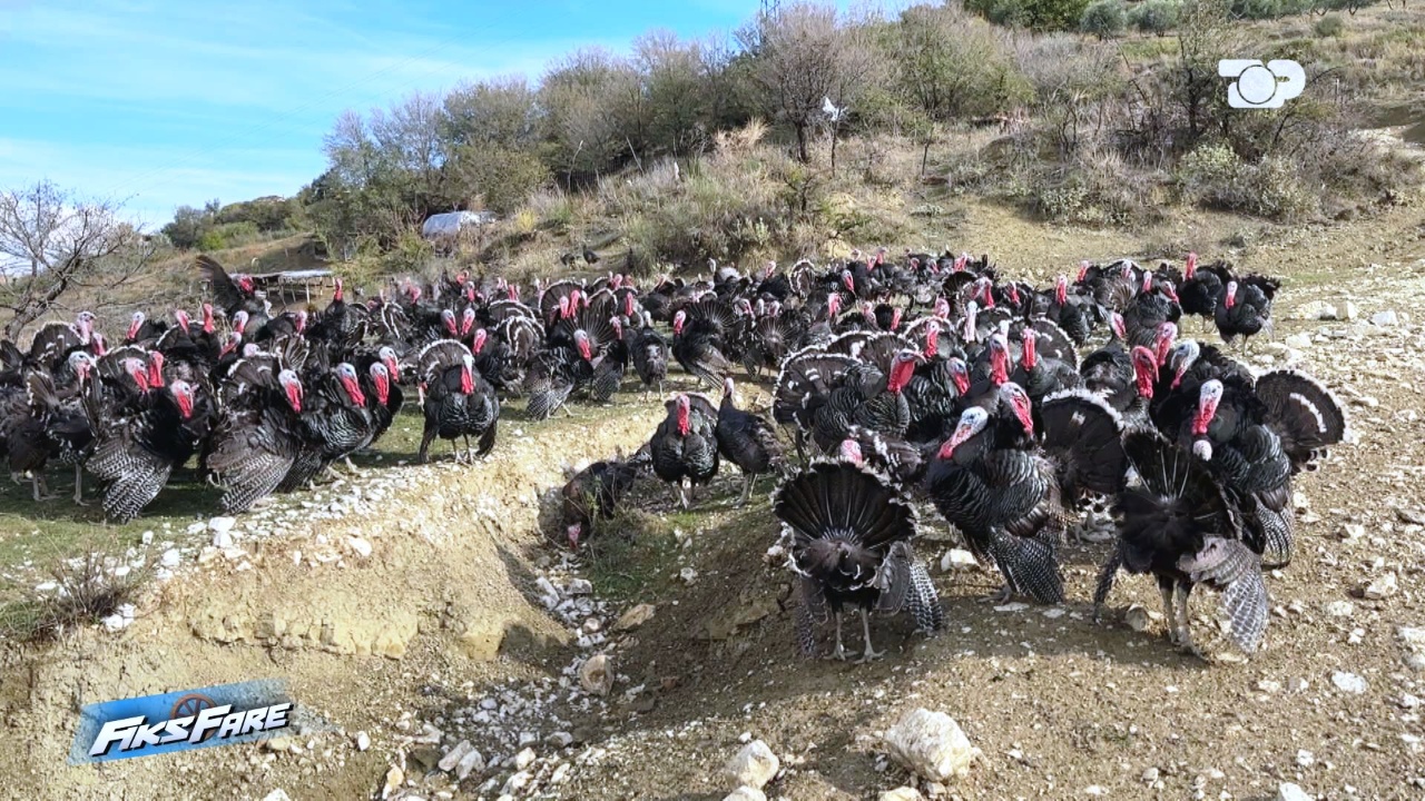 Fiks Fare  I mori pulat dhe qindra kokrra vezë  por nuk pagoi asnjë lekë  i moshuari nga Kuçova denoncon mashtrimin