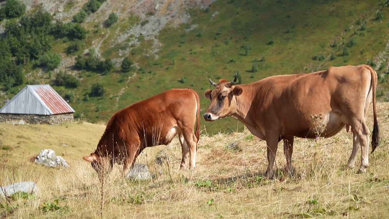 bujqesia-ne-renie-minus-1-73-ne-2025-ekspertet-tregojne-arsyet-e-renies-se-prodhimit-fragmentimi-i-tokave-dhe-subvencionet-jo-te-mjaftueshme