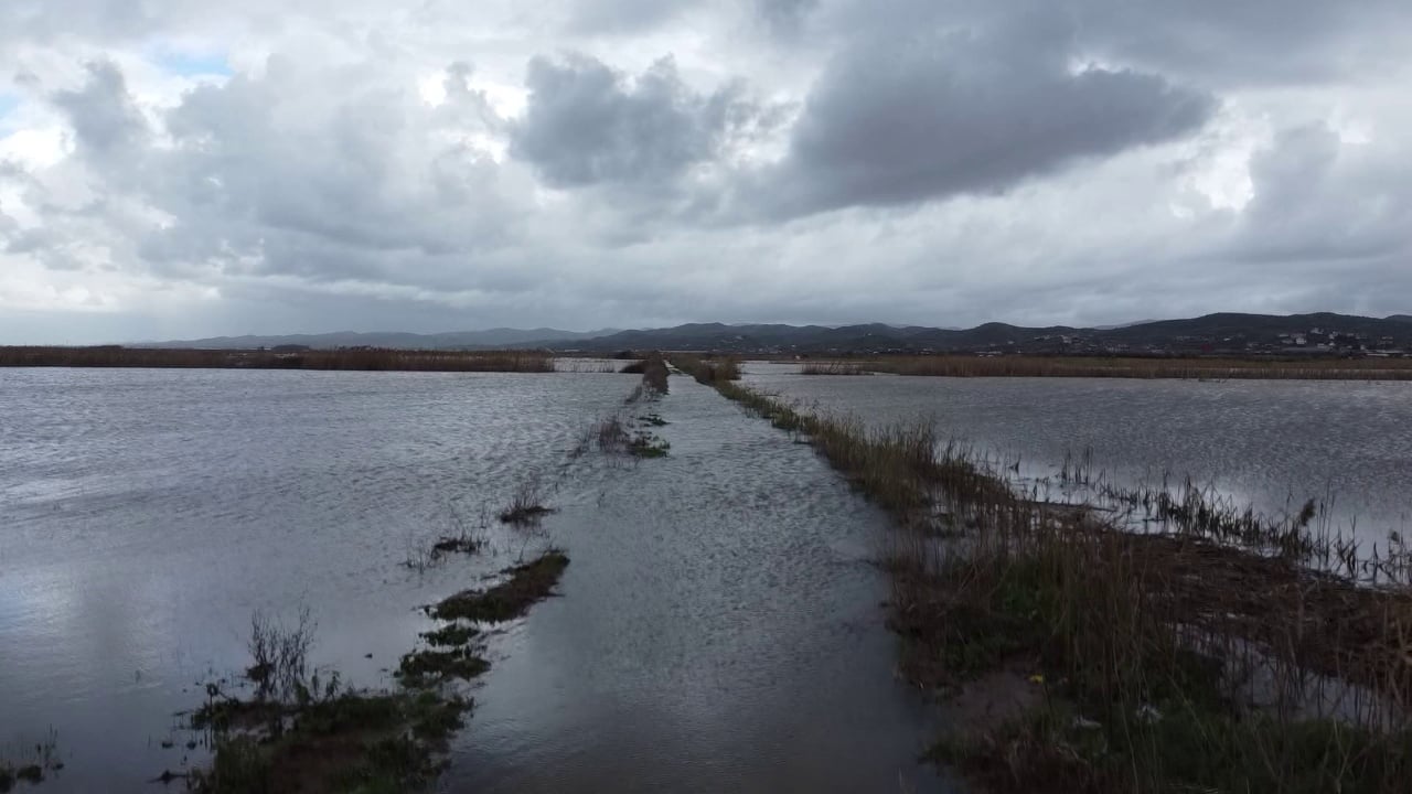 1200 hektarë tokë e përmbytur në Lushnjë dhe Divjakë  Dëme të konsiderueshme në bujqësi  kërcënohet blegtoria