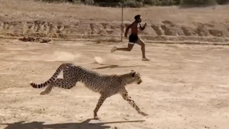 Video  Gara më e shpejtë në botë  IShowSpeed sfidon një gepard dhe zbulon kufijtë njerëzorë