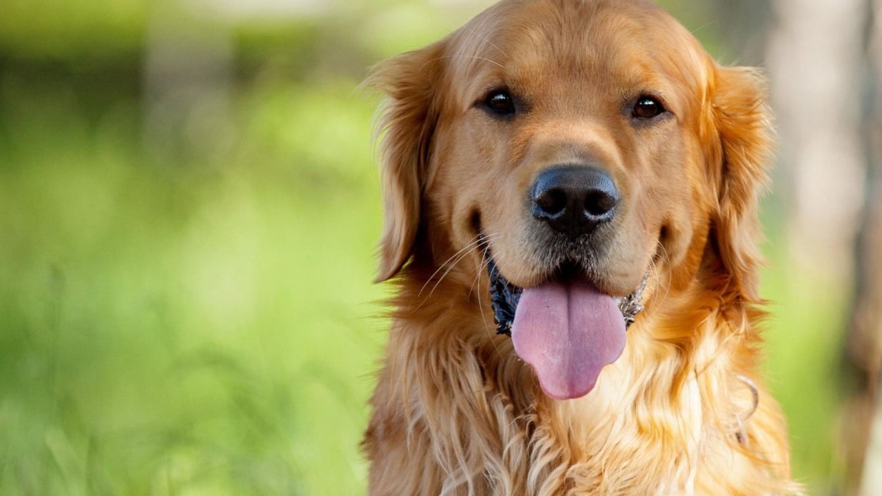 Goditi me sëpatë qenin  procedohet 60 vjeçari në Gjirokastër