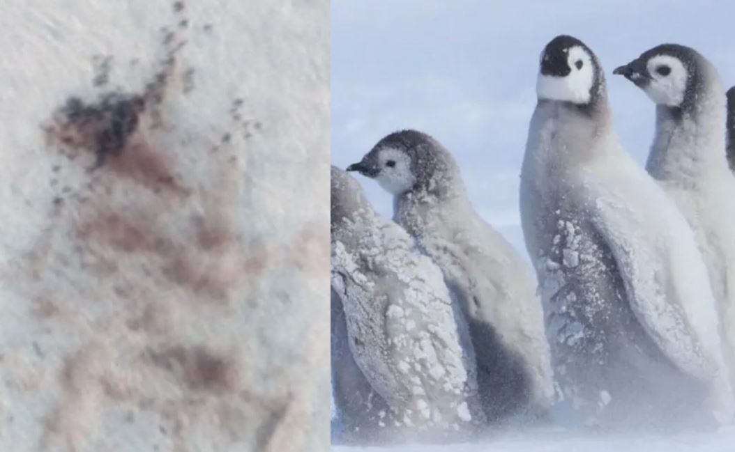 Alarm në Antarktidë  mijëra pinguinë perandorë mund të kenë ngrirë pas zhdukjes së akullit