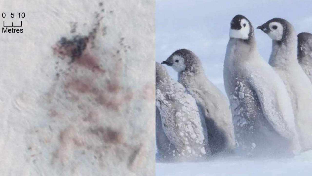 Alarm në Antarktidë  mijëra pinguinë perandorë mund të kenë ngrirë pas zhdukjes së akullit