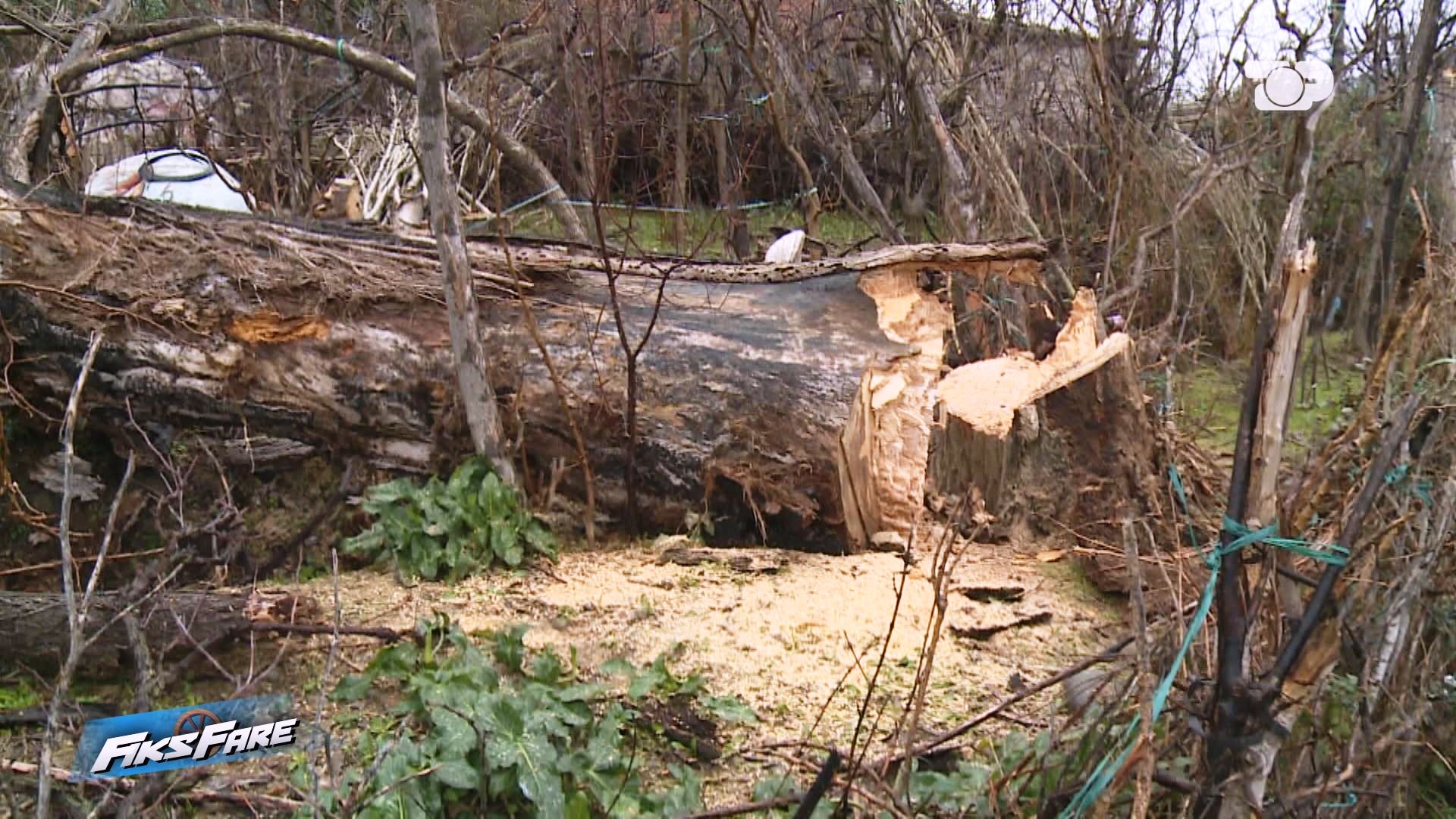 1 vit nën hijen e rrezikut  Plepat e kalbur në Krastë priten vetëm pas interesimit të Fiks Fare