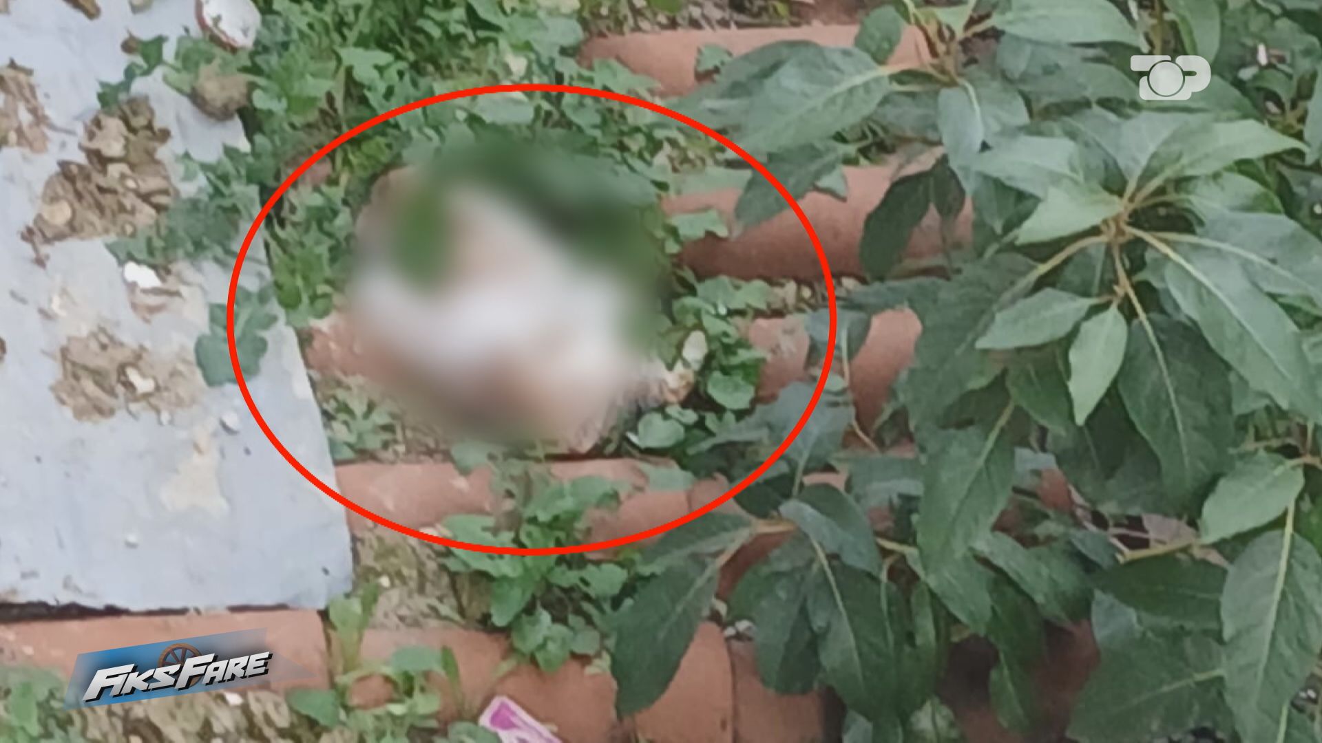 Fiks Fare  Alarm në Tiranë Lumë denoncimesh për dhunë dhe vrasje ndaj maceve  Institucionet reagojnë vetëm pasi rasti u bë publik 