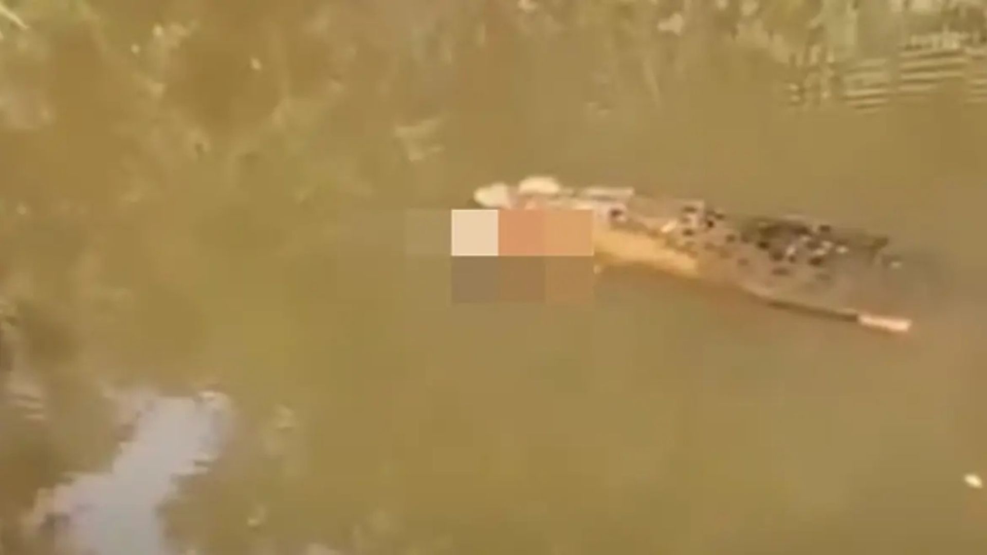 tragjike-ne-indonezi-35-vjecarja-humb-jeten-pasi-sulmohet-nga-nje-krokodil-ishte-futur-ne-lume-per-te-mbledhur-midhje