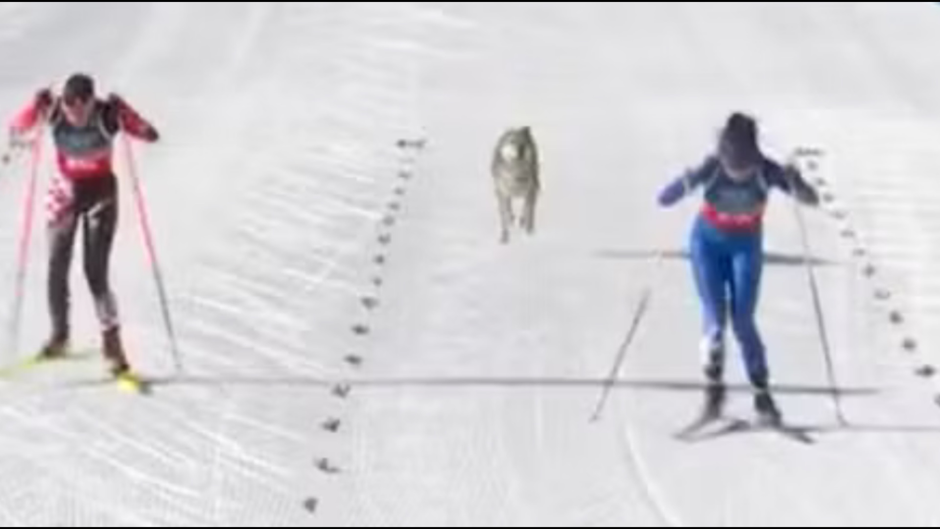 milano-cortina-2026-cross-country-ne-ski-ne-gare-eshte-edhe-nje-qen