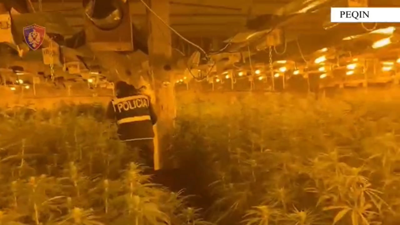 Iu kapën 4 mijë rrënjë kabanis në një maganizë  zbardhet dëshmia e drejtorit të burgut të Rrogozhinës  Është në pronësi të vëllait